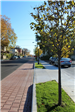 A view looking down Brown Street showing new asphalt, pavers, sidewalk, and trees