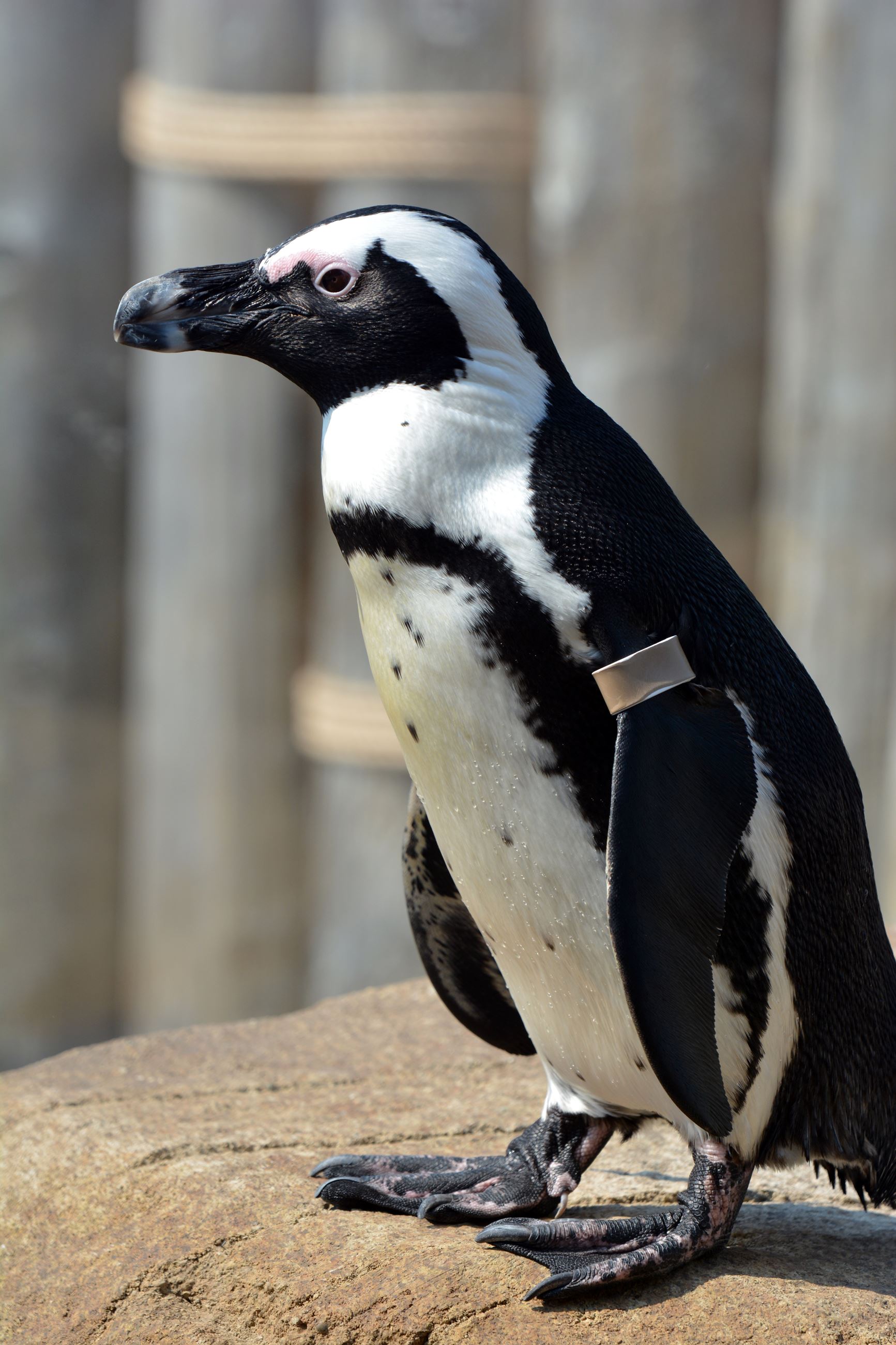African black-footed penguin