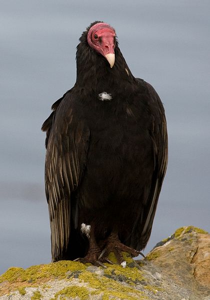 Turkey Vulture