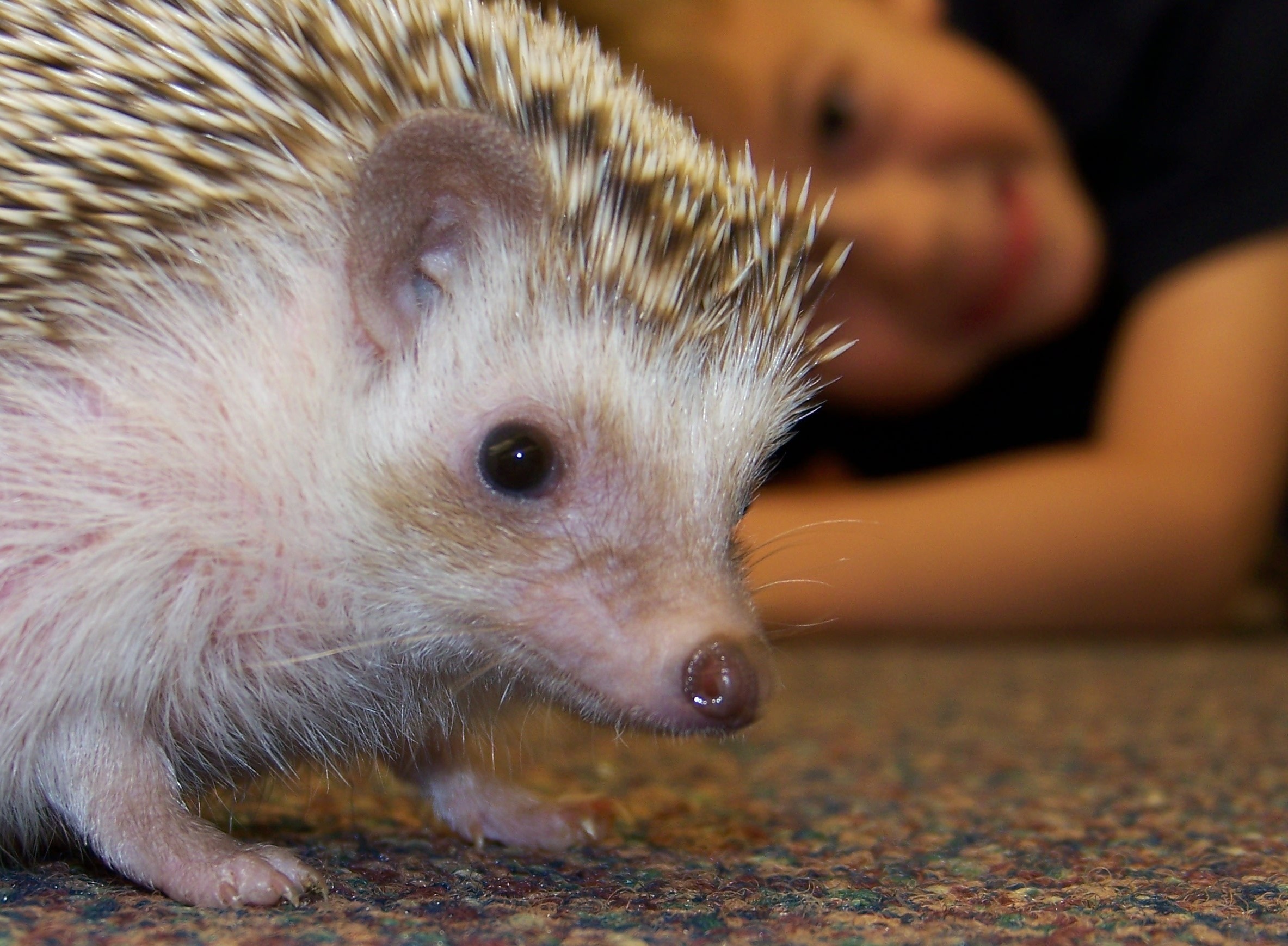 hedgie and Hagen.JPG