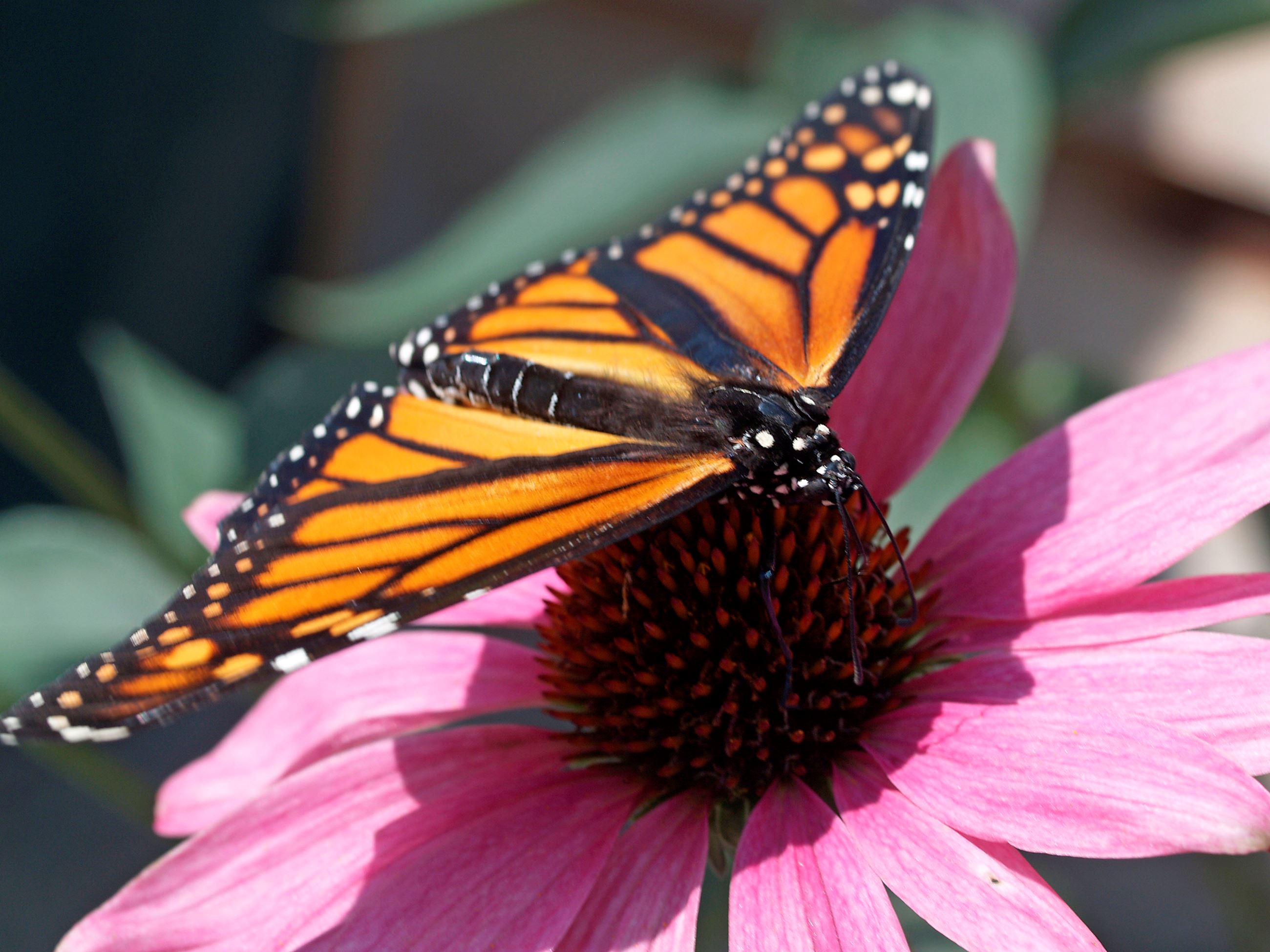 Butterfly 08-06-2009 4